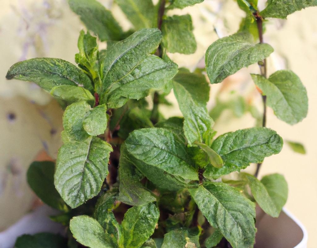 Celozja srebrzysta – atrakcyjna roślina ogrodowa. Jak o nią dbać?