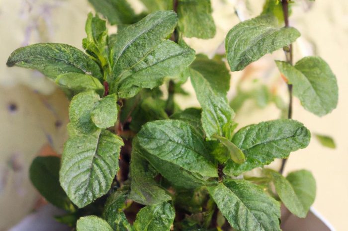 Mięta – uprawa letniego zioła doniczkowego. Sprawdź, jakiej wymaga pielęgnacji!