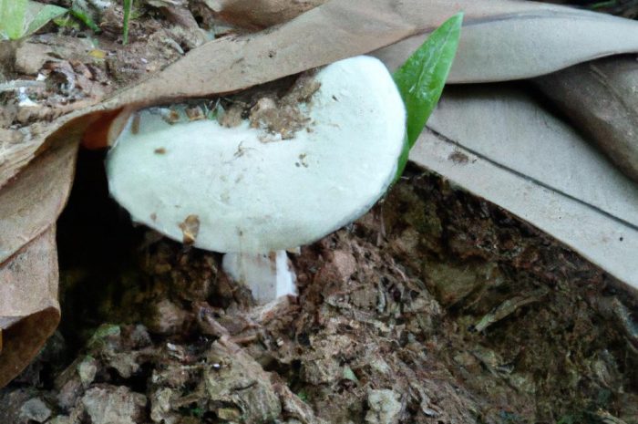 Mleczaj biel – charakterystyka popularnego grzyba