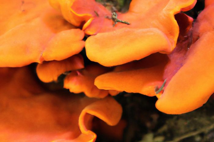 Mleczaj rydz – charakterystyka popularnego grzyba jadalnego