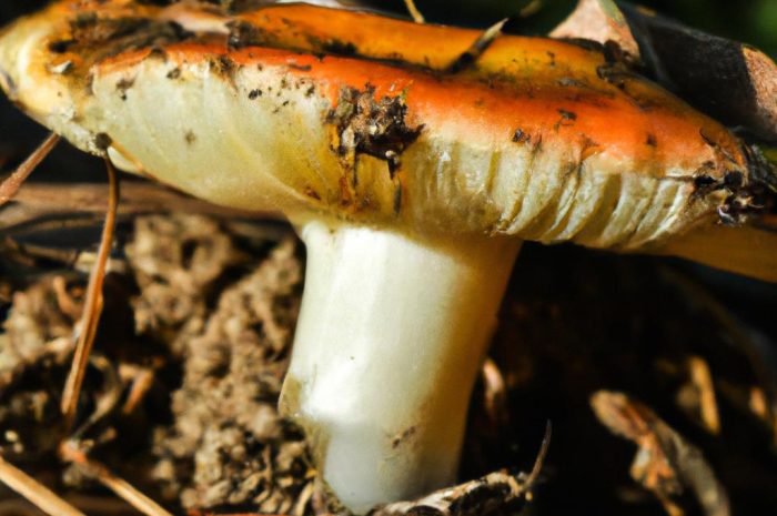 Mleczaj smaczny – gatunek grzyba o pomarańczowo-brązowym kapeluszu