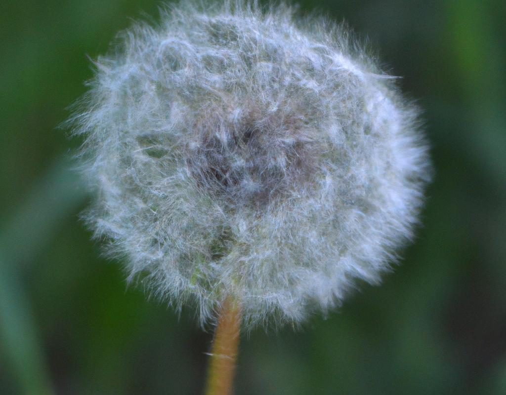 Ceropegia woodii – łatwe w utrzymaniu romantyczne pnącza