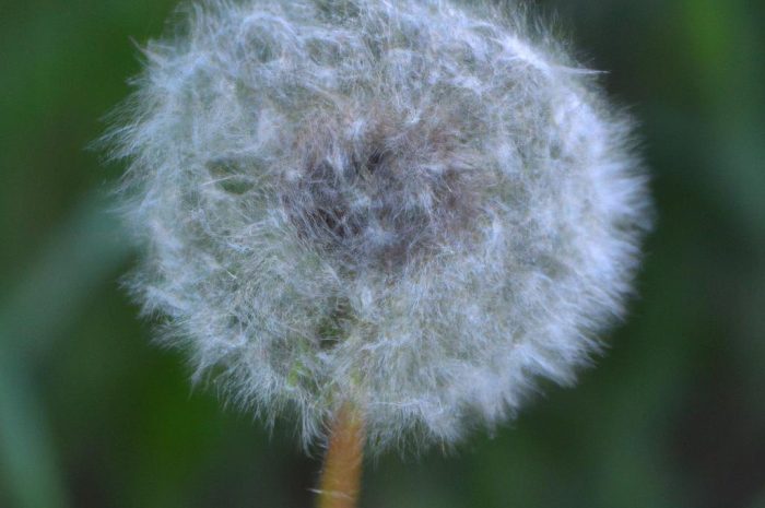 Mniszek pospolity – powszechnie występujący chwast, który wykazuje właściwości prozdrowotne. Co warto o nim wiedzieć?