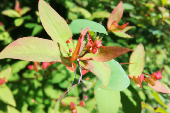 Modrzewnica – poznaj zasady jej uprawy!