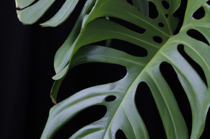 Monstera Marmorata – zjawiskowa roślina kolekcjonerska