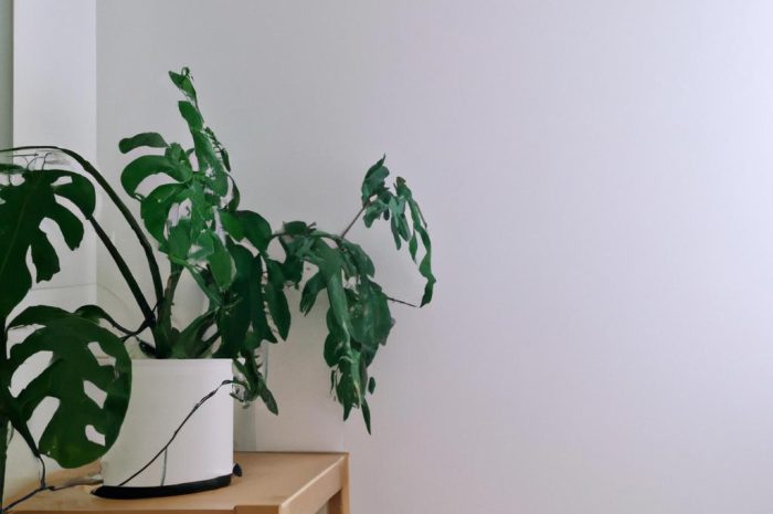 Monstera acuminata – roślina idealna do małego mieszkania