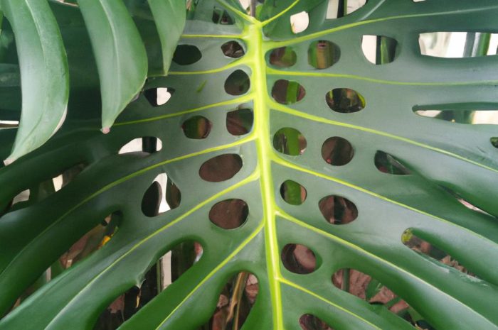 Monstera adansonii – jak dbać o olbrzyma z dziurawymi liśćmi?