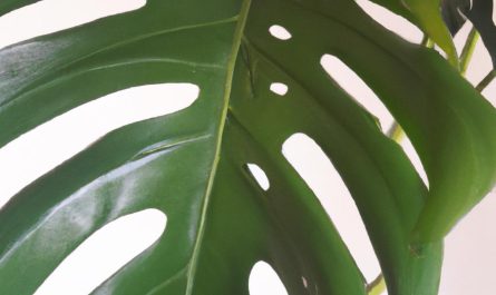 Chaber bławatek – jak wygląda ta roślina, jakie ma wymagania i właściwości?