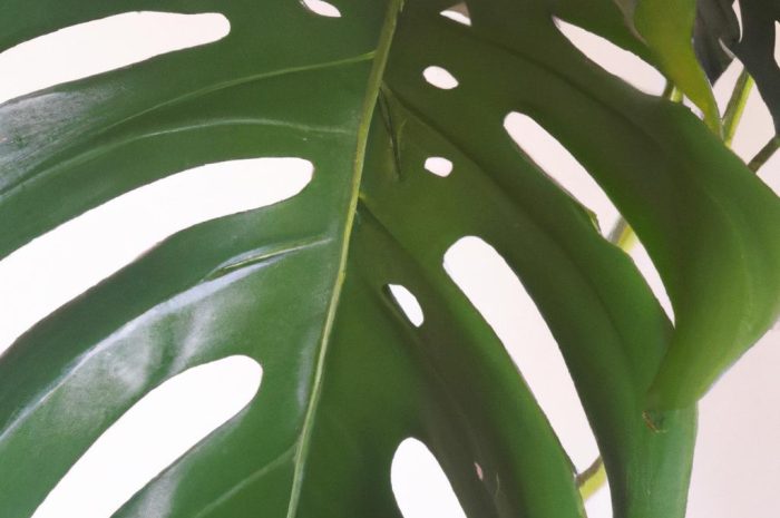Monstera deliciosa – jak dbać o monsterę dziurawą?