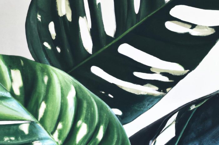 Monstera deliciosa variegata – biało zielona piękność. Sprawdź, jak ją uprawiać!