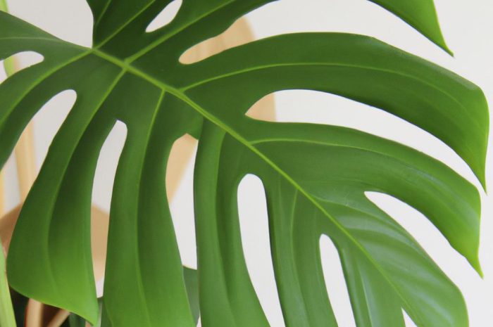 Monstera monkey mask, monstera adansonii – jak uprawiać egzotyczną roślinę?