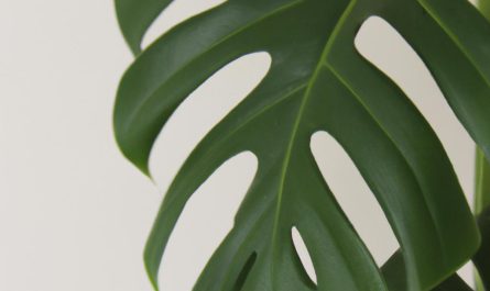 Chamedora – jak uprawiać palmę w doniczce?