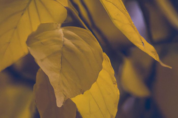 Monstera – żółte liście, skąd się biorą?