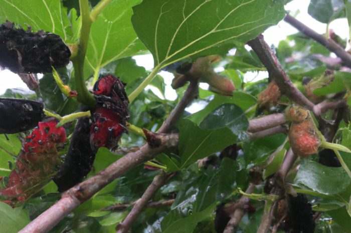 Morwa czarna – poznaj owocowe drzewo, które musisz mieć w swoim ogrodzie!