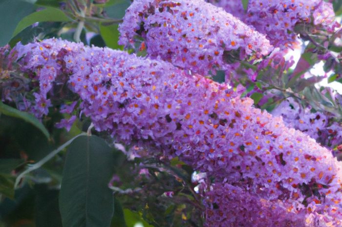 Motyli krzew, budleja. Jak zabezpieczyć na zimę tę roślinę?