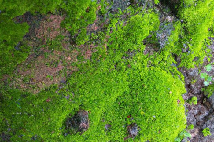 Mszaki – bogata i różnorodna grupa roślin zarodnikowych