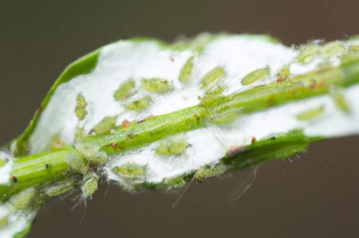 Mszyce – w jaki sposób je zwalczać? Sprawdzone sposoby na mszyce w domu i ogrodzie