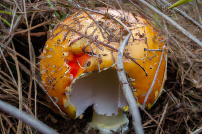 Muchomor cesarski (Amanita caesarea) – opis grzyba
