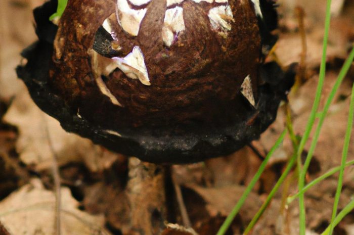 Muchomor jadowity (Amanita virosa) – śmiertelnie trujący gatunek grzybów