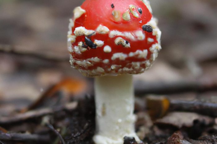 Muchomor mglejarka – gatunek grzyba