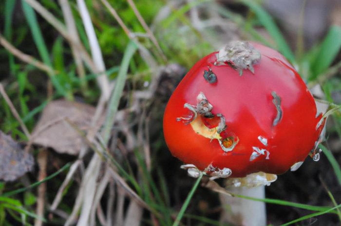 Muchomor plamisty — silnie trujący gatunek grzyba