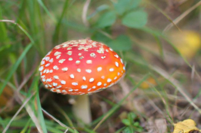 Muchomor porfirowy – charakterystyka tego grzyba