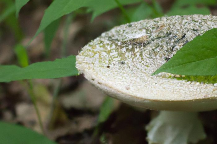 Muchomor zielonawy – opis gatunku i zagrożeń z nim związanych