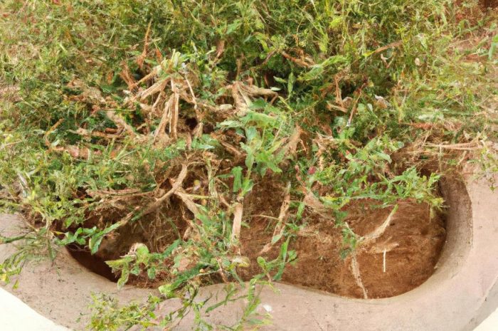 Mulenbekia (Muehlenbeckia) – ażurowe pnącze w doniczce
