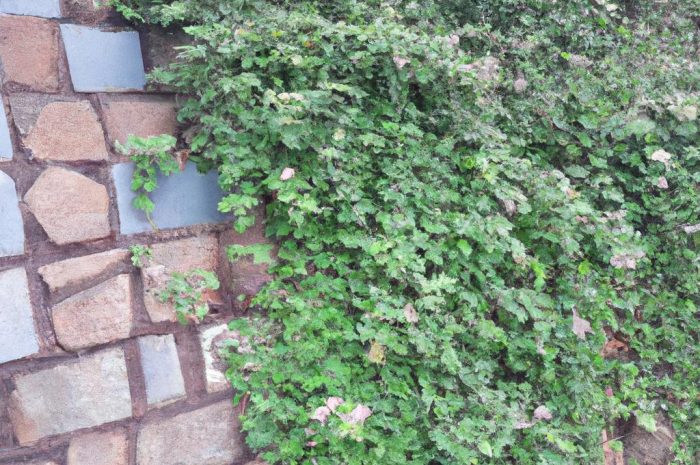 Murek oporowy w ogrodzie. Budowa muru oporowego