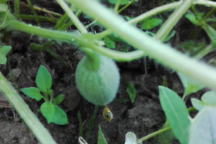 Muszkatołowiec (Myristica fragrans). Jak wygląda ta roślina na korzenną przyprawę?