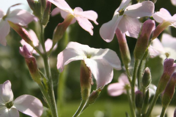 Mydlnica bazyliowata – jak uprawiać i pielęgnować Saponaria ocymoides?