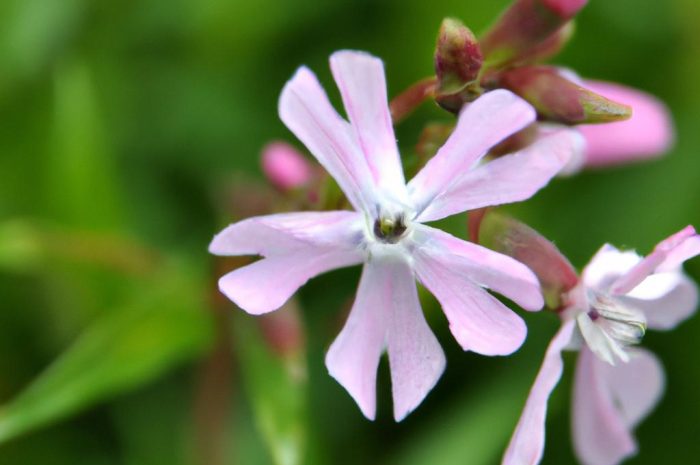 Mydlnica lekarska – efektowna roślina ozdobna o pięknym zapachu. Jak uprawiać ją w przydomowym ogrodzie?