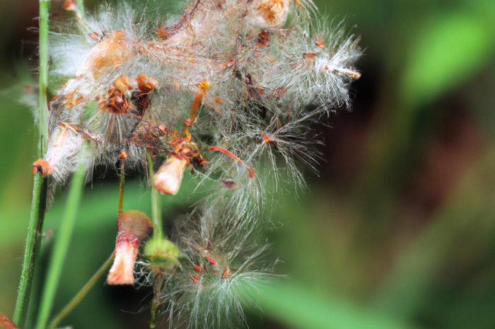 Najgorsze chwasty – czym się charakteryzują i jak je zwalczać?