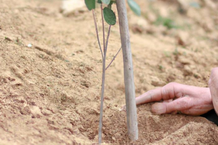 Najlepszy moment na sadzenie drzewek owocowych