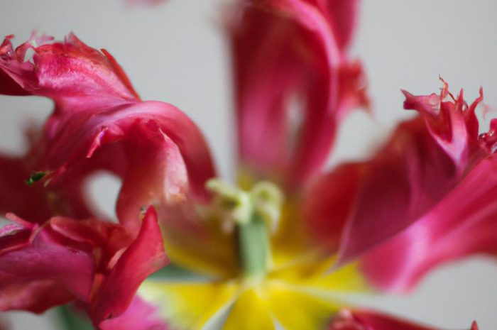 Najpiękniejszy tulipan papuzi – charakterystyka