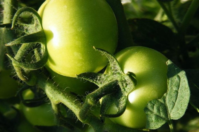 Najsmaczniejsze odmiany pomidorów – sprawdź, co uprawiać w tym sezonie!