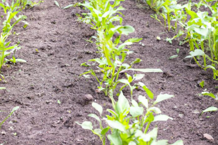 Najszybciej rosnąca roślina do ogrodu – szybko rosnące gatunki