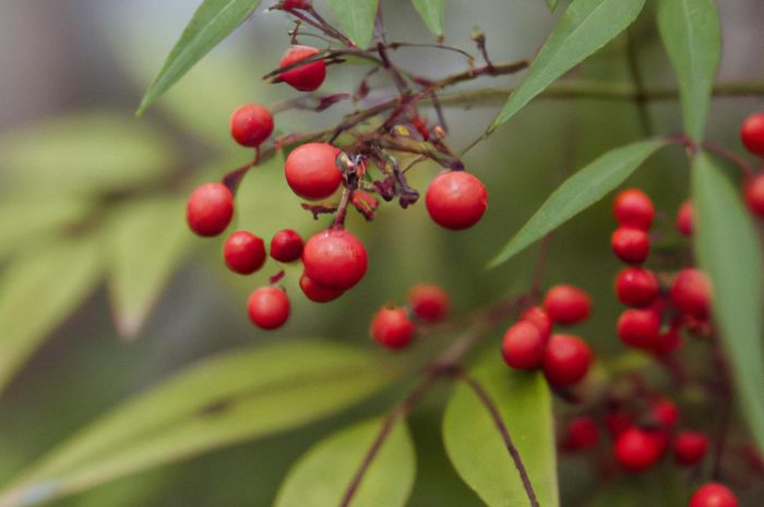 Nandina domestica, czyli nandina domowa – czym charakteryzuje się ta roślina?
