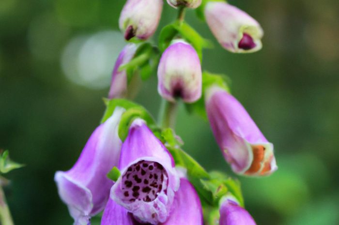 Naparstnica – idealny gatunek do ogrodu. Jak uprawiać naparstnicę purpurową?
