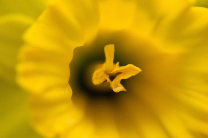 Narcyz żonkil – sadzenie, uprawa i pielęgnacja kwiatu wyrastającego z cebuli