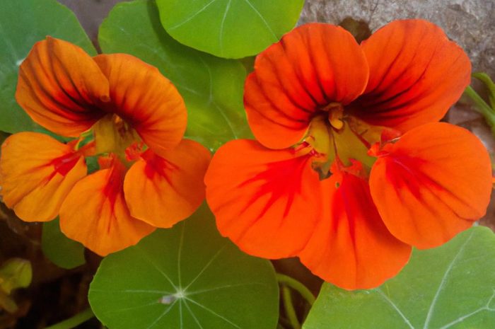 Nasturcja (Tropaeolum) – piękna roślina ozdobna. Sprawdź, jak wygląda uprawa nasturcji!