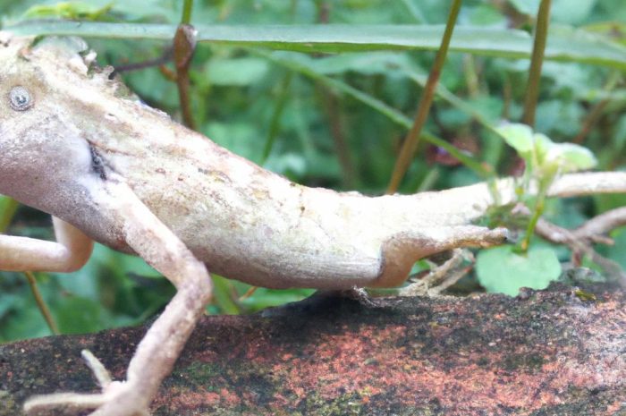 Naturalny wróg ślimaków bez skorupy – jak go wykorzystać?