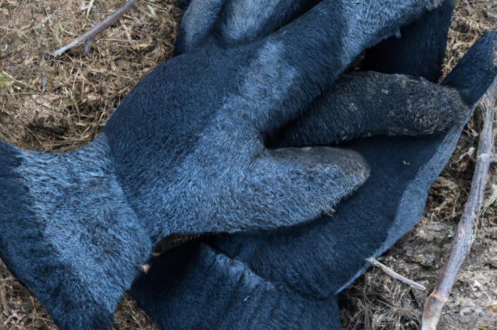 Naturalny wróg kuny – sprawdzone sposoby, żeby się jej pozbyć