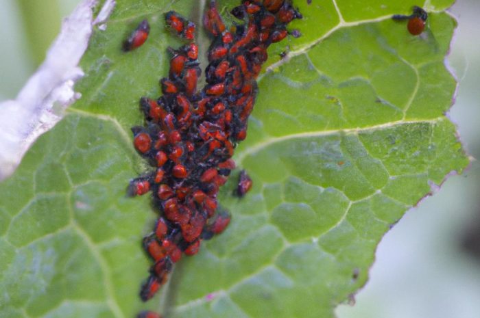 Naturalny wróg mączlika – kto pomoże w walce ze szkodnikiem?