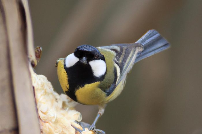 Naturalny wróg sikorki – kto stanowi dla niej zagrożenie?