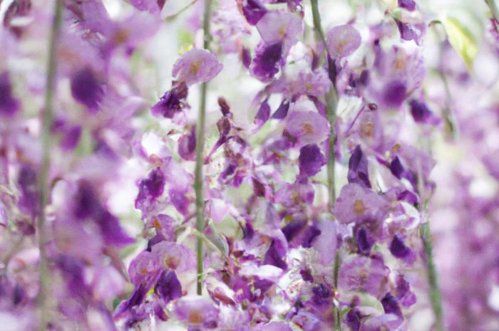 Nawóz do glicynii – jak i czym zasilać roślinę, by pomóc jej w prawidłowym wzroście?