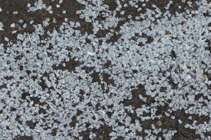 Nawóz do iglaków na wiosnę – jaki wybrać? Pielęgnacja i nawożenie iglaków wiosną. Znajdź najlepsze nawozy do tui i nie tylko.