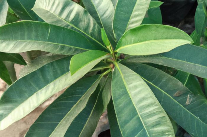 Nawóz do laurowiśni – które składniki będą niej najkorzystniejsze?