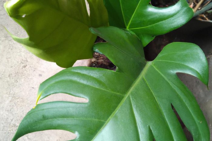 Nawóz do monstery – czego potrzebuje ten gatunek?