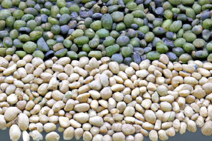 Nawóz do strelicji – jaki sprawdzi się najlepiej?